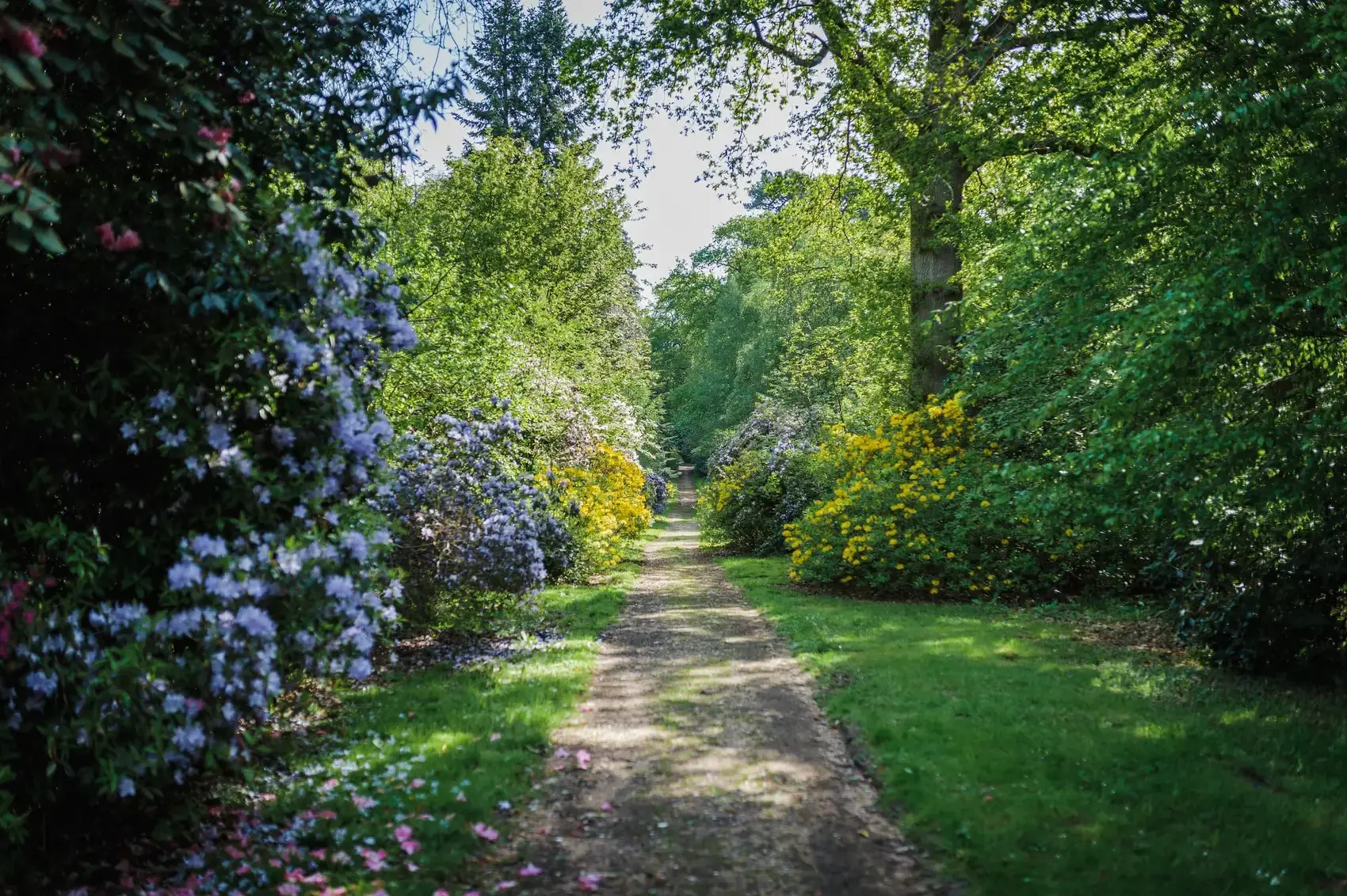 Picture shows a beautifully green pathway in a forest with shrubbery that has alot of diferent colour flowers