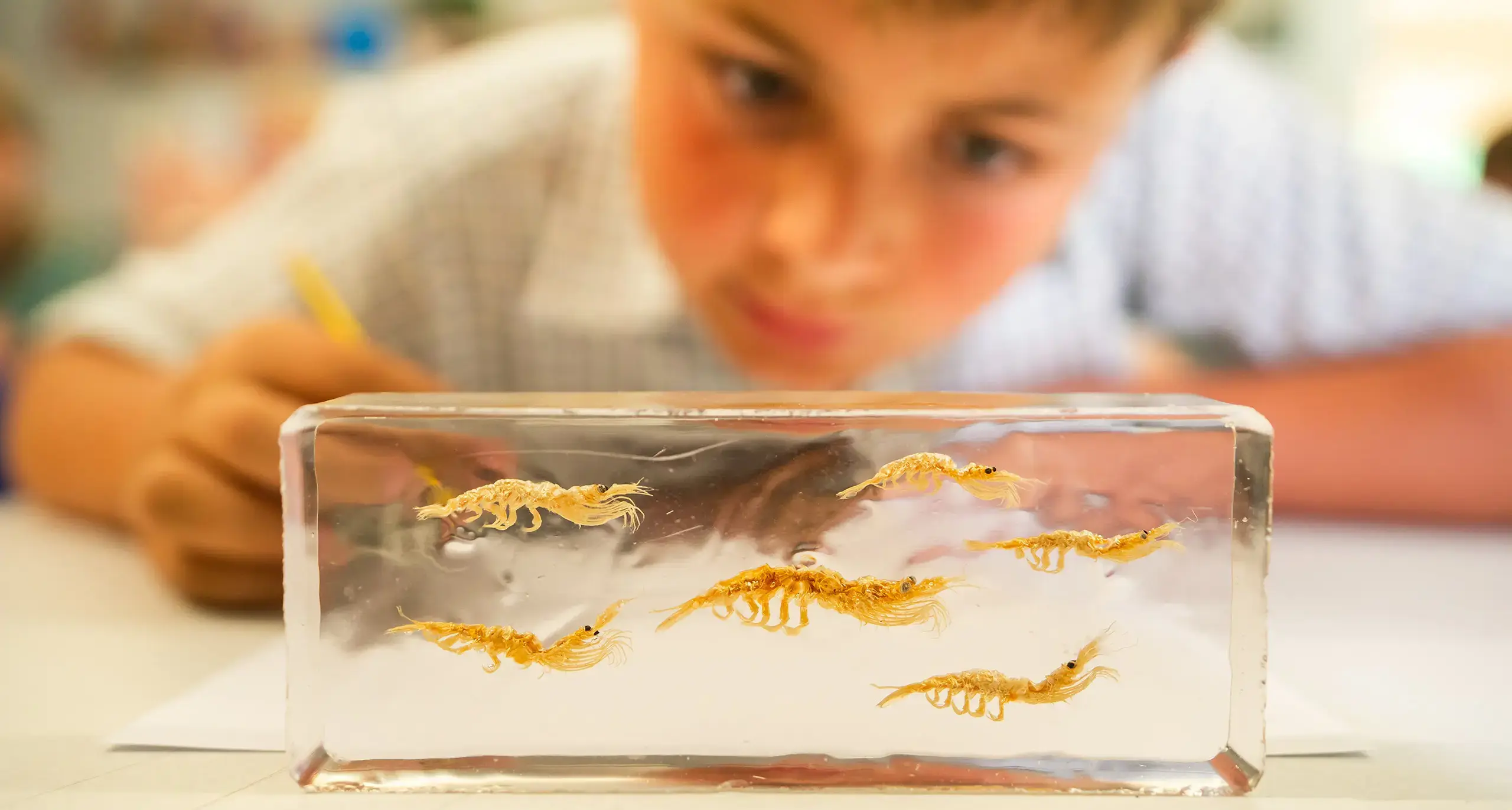 Boy observing insects.